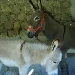 Alloggio per agriturismo Masseria Mandrascate Prato Valguarnera Caropepe